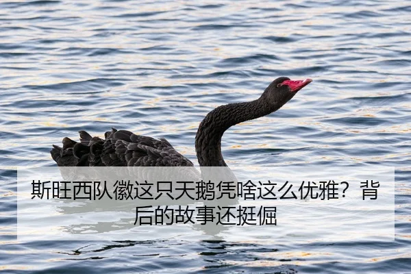斯旺西队徽这只天鹅凭啥这么优雅？背后的故事还挺倔